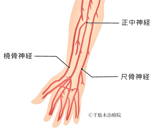 橈骨神経とは？ - 文京区の接骨・鍼灸・整体の総合治療院 ...